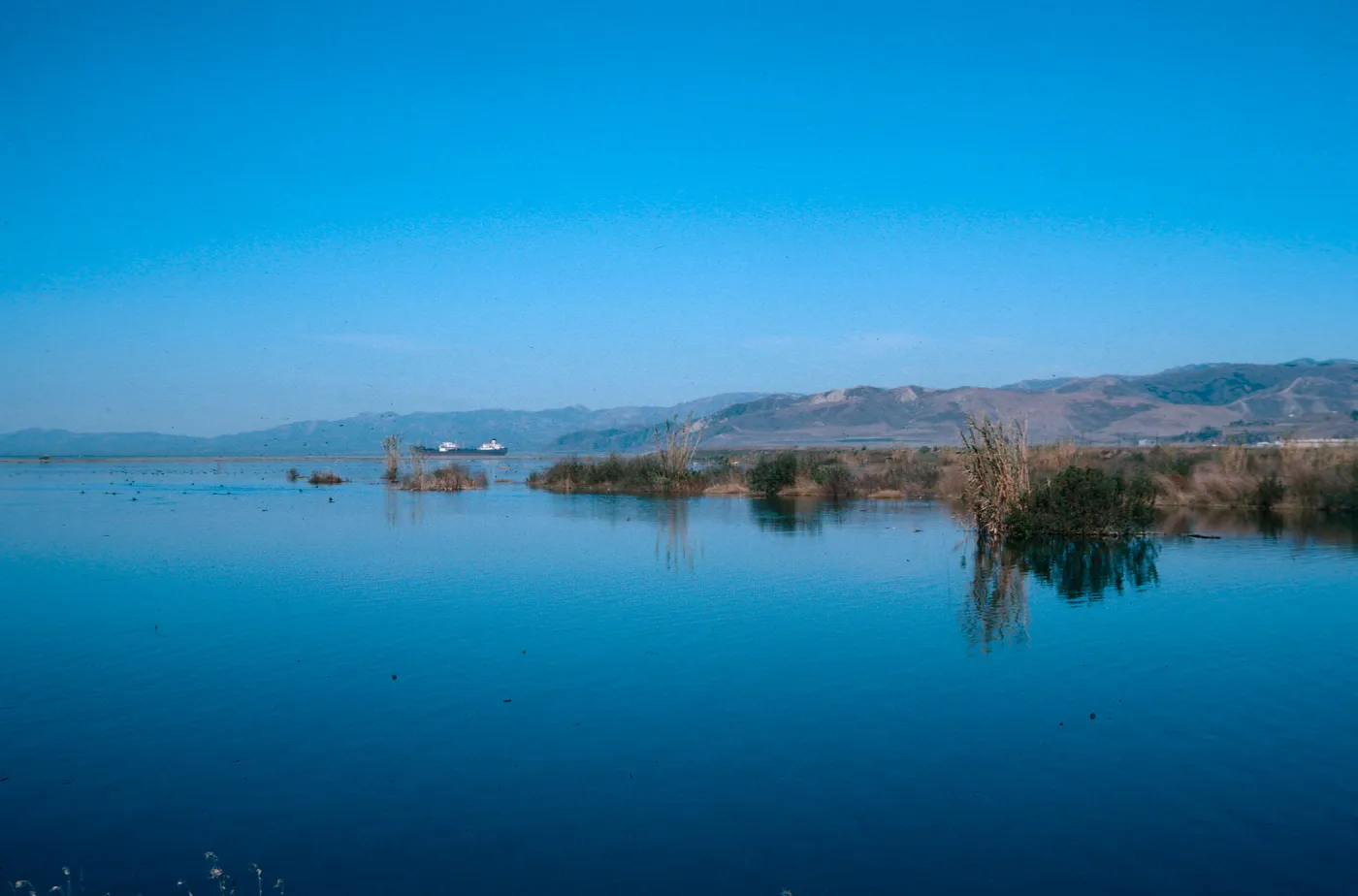 Arundo, Santa Clara River