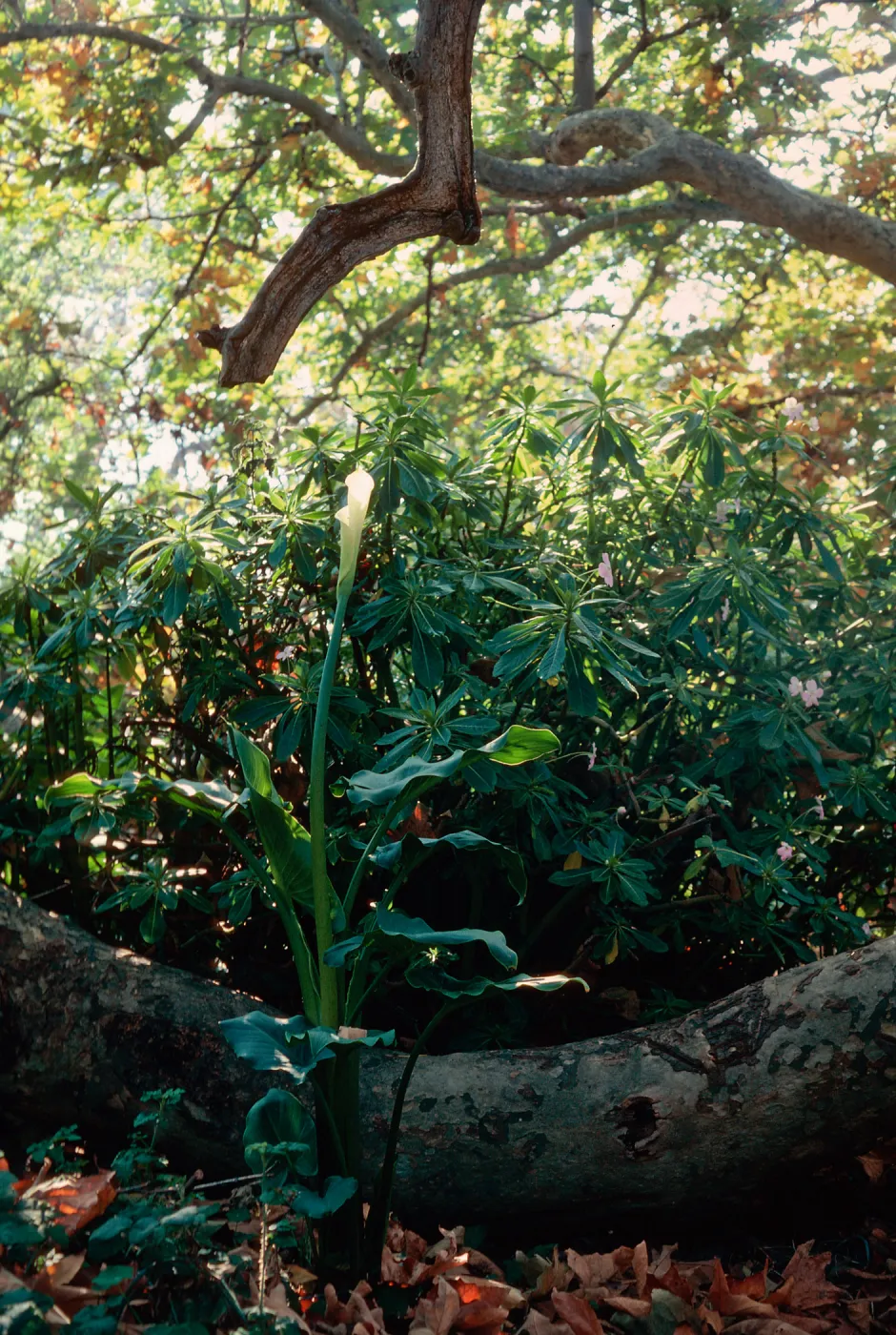 Calla, El Capitan