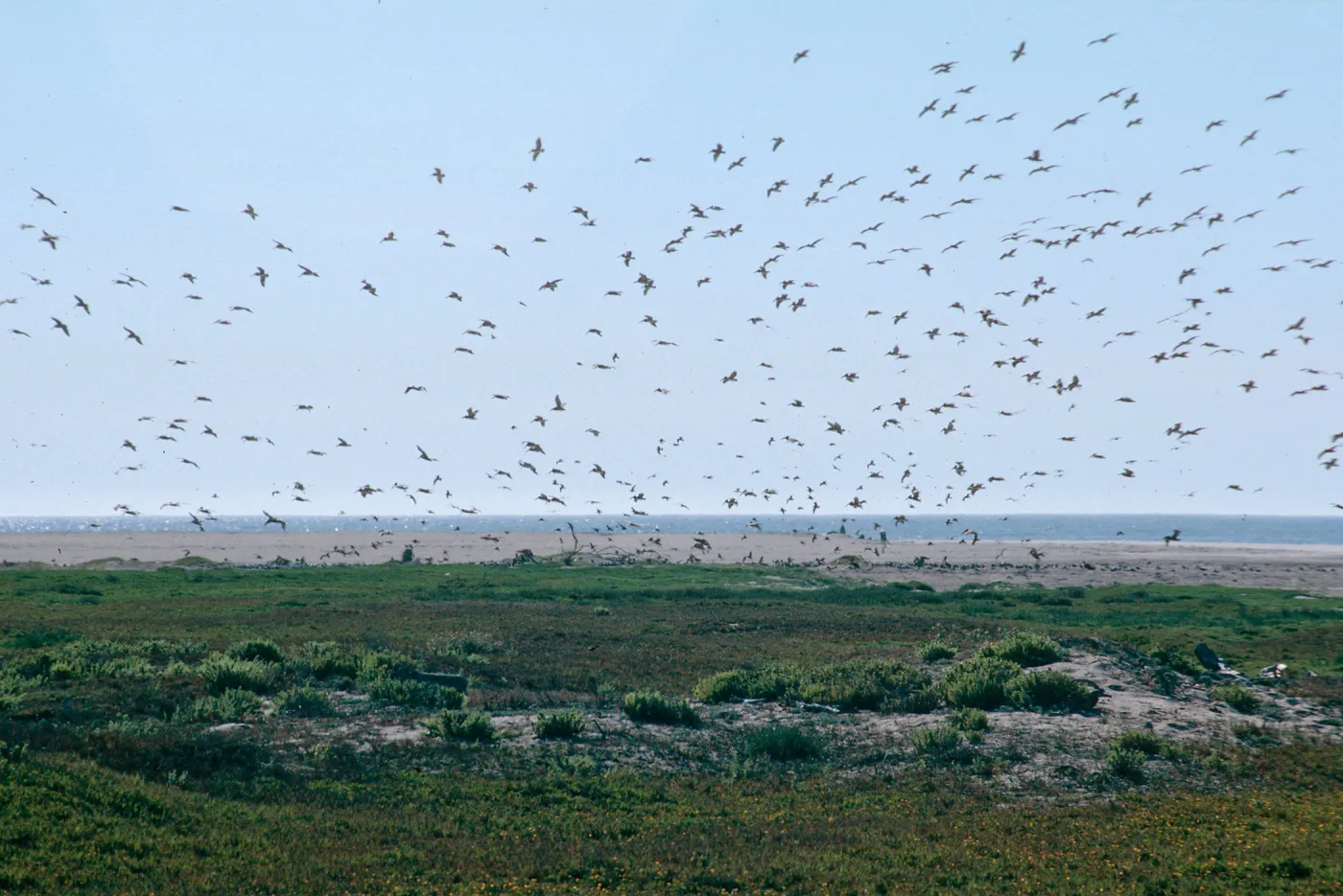 mouth, Santa Maria River