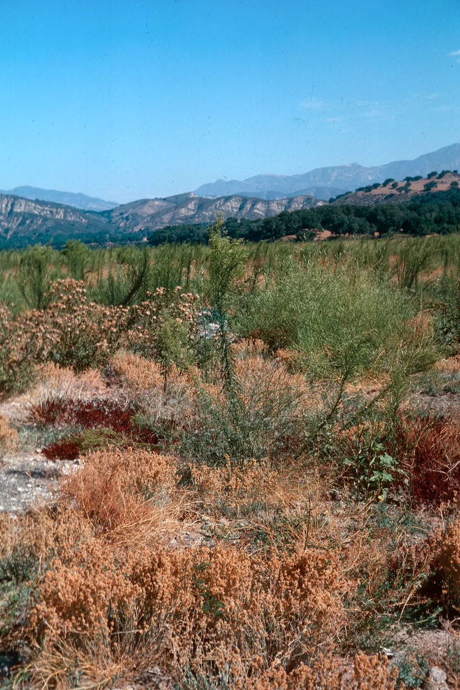 weeds, upper Cachuma