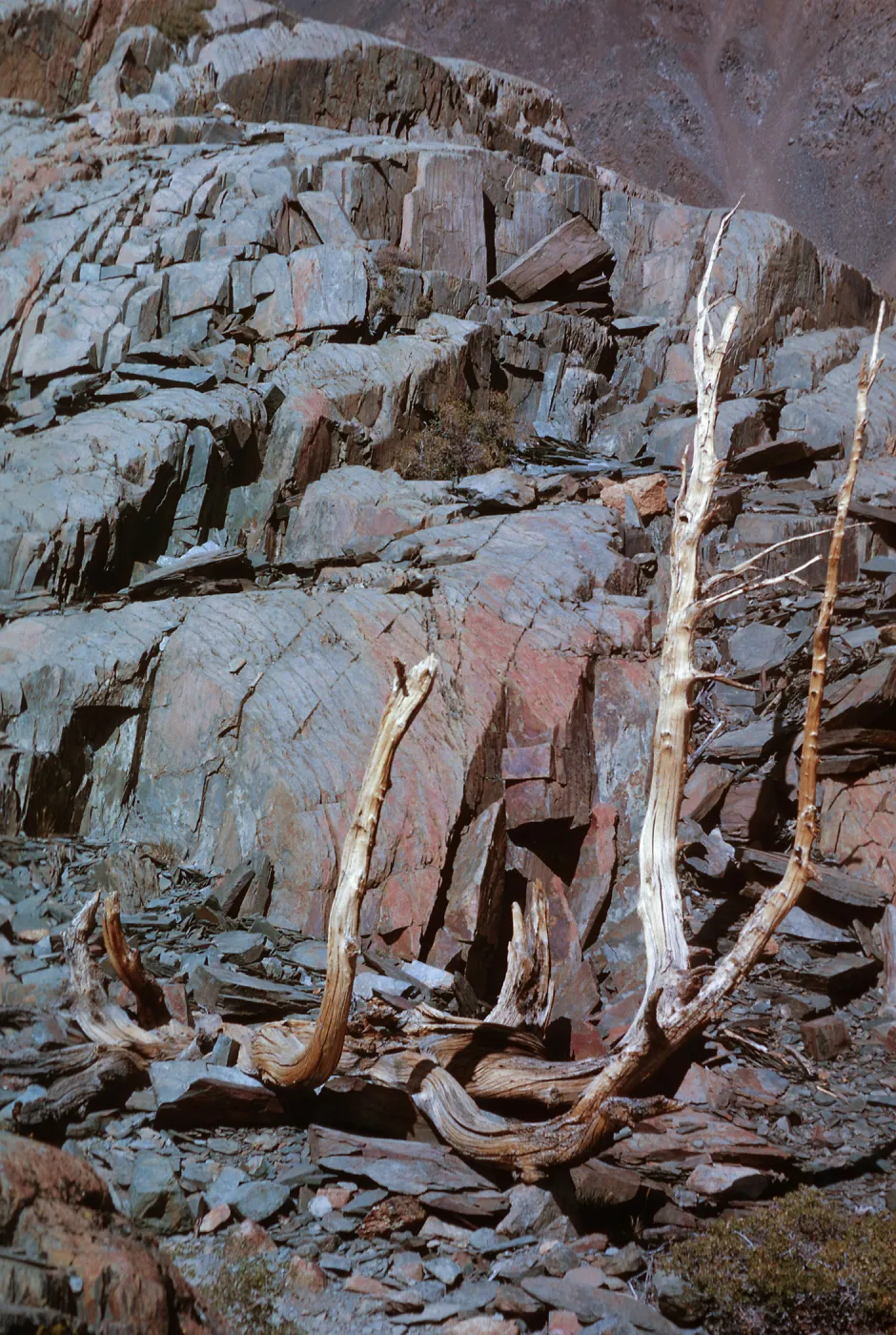 â€œStaghornâ€ stump, trail above Virginia Lake