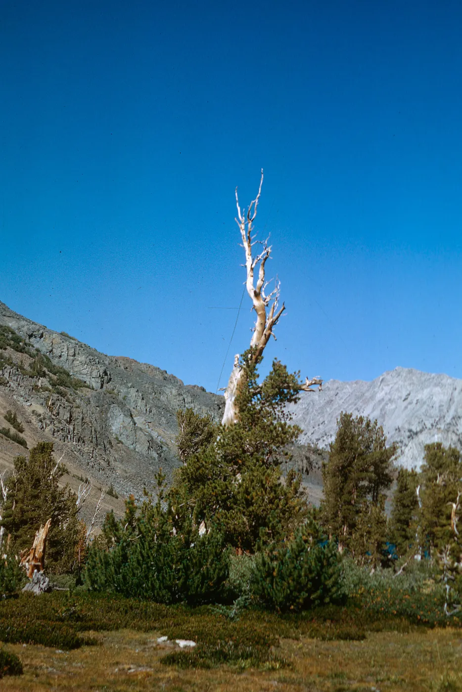 White Bark Pine, meadow above Hoover Lake, 8/27/1966