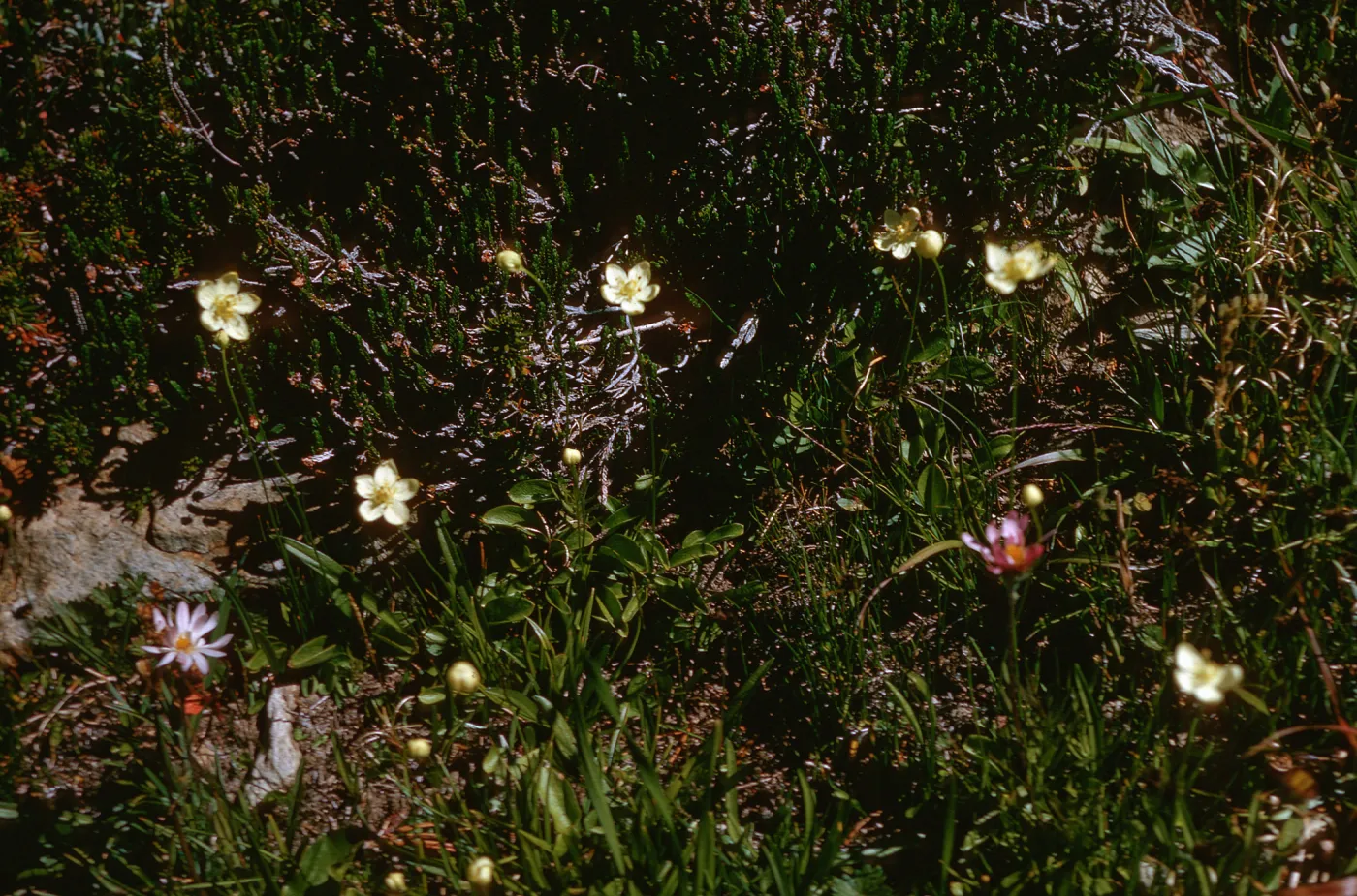 Parnassia, on trail to Hoover Lakes, August, 1966