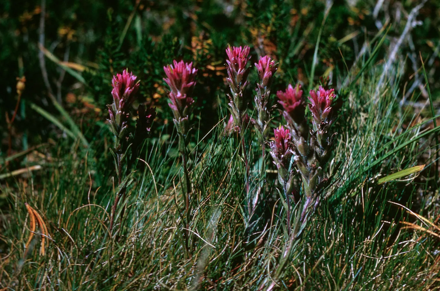 Castilleja culbertsonii, Hoover Lake, 9950 ft, Mono County