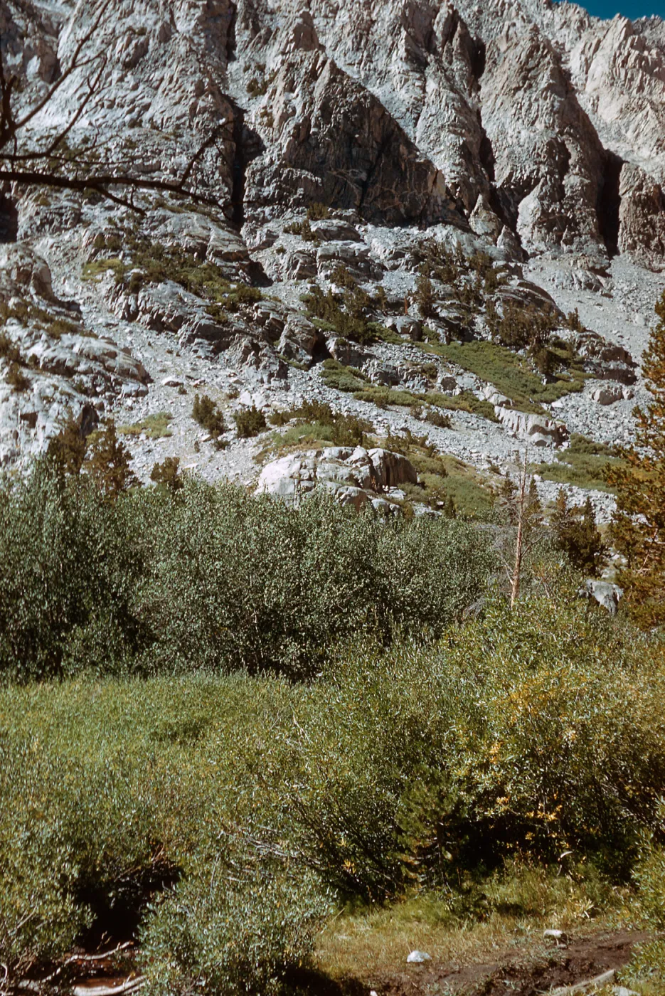 along trail to Piute Pass