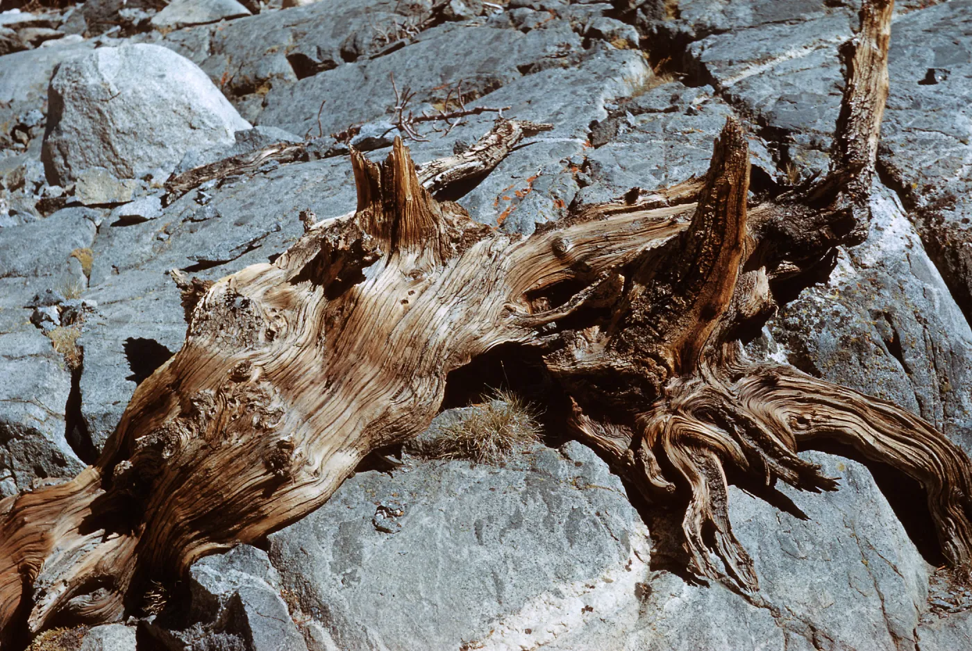 Weathered log, Piute Pass