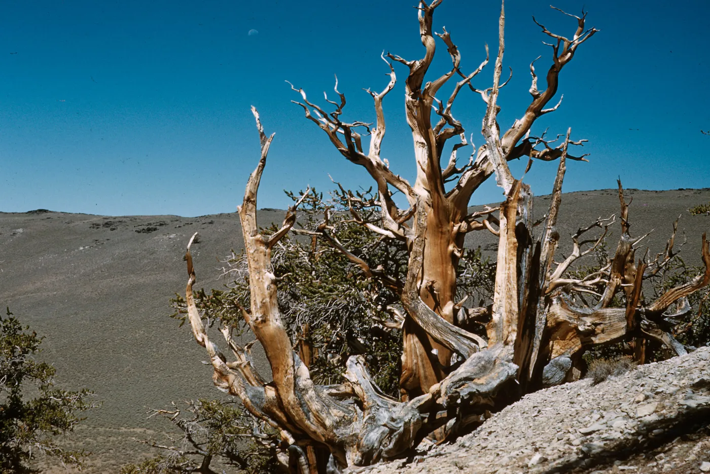 Pinus aristata, slightly overexposed, White Mountains
