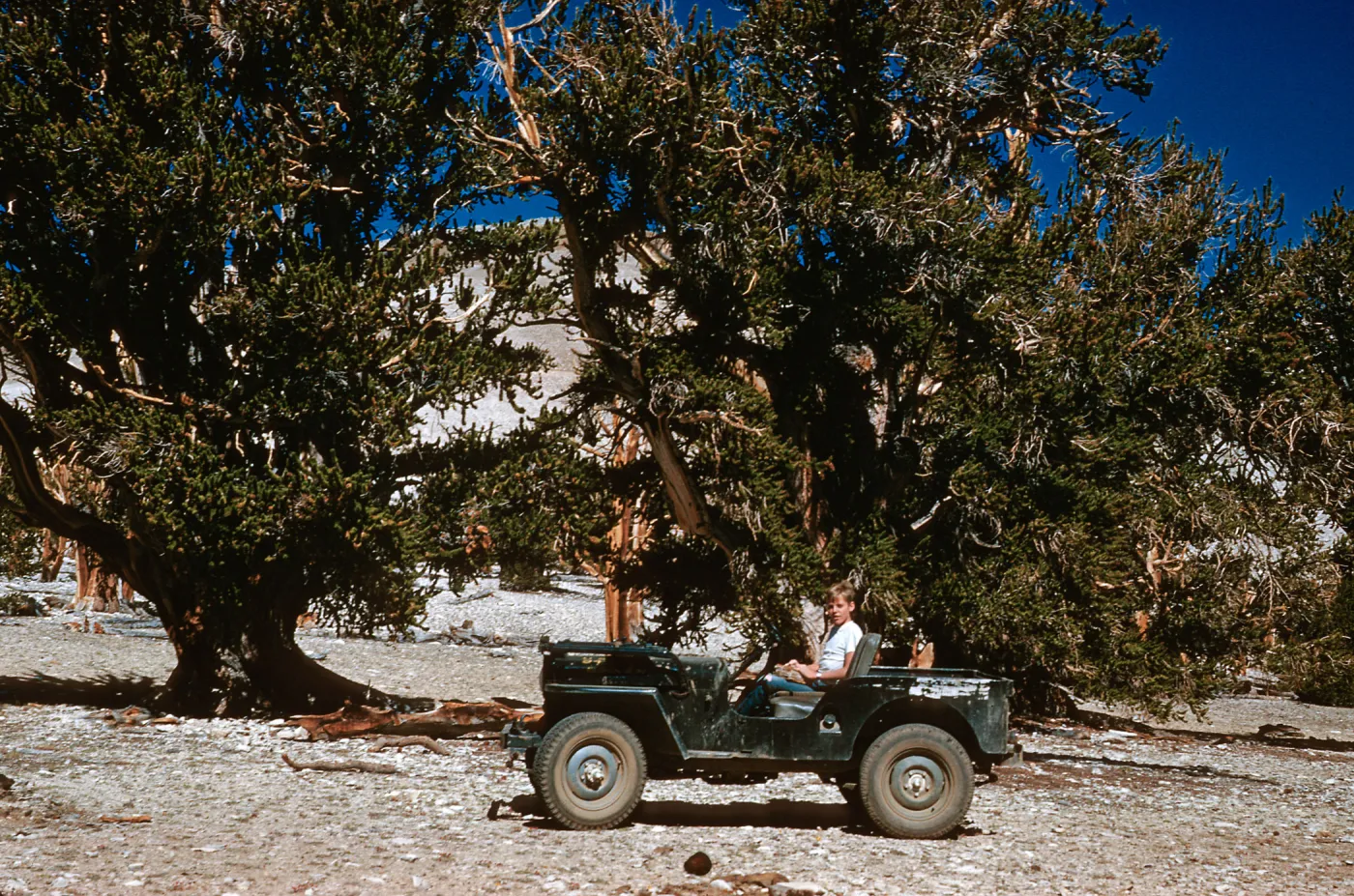 Bob Muller in jeep, at Patriarch Grove