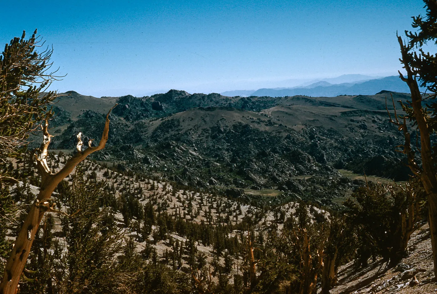 views from Patriarch Grove