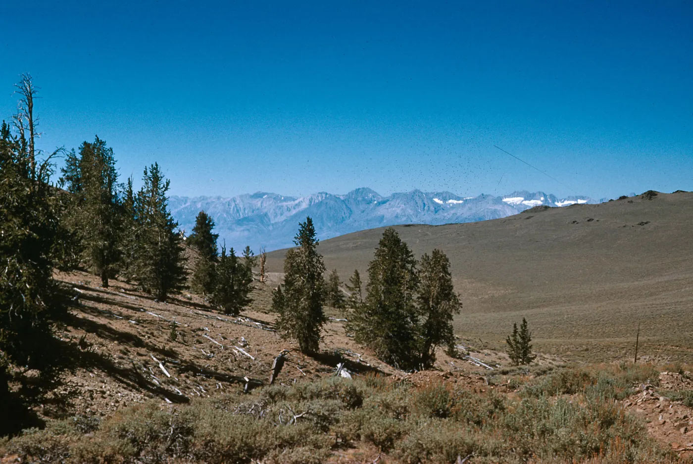 Limber Pine on White Mountains
