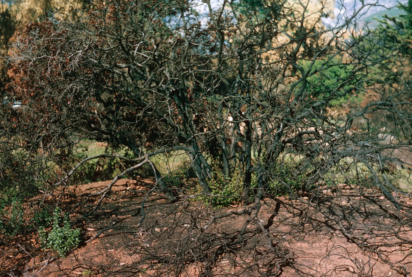 Quercus dumosa on knoll, above Pritchett Trail, SBBG