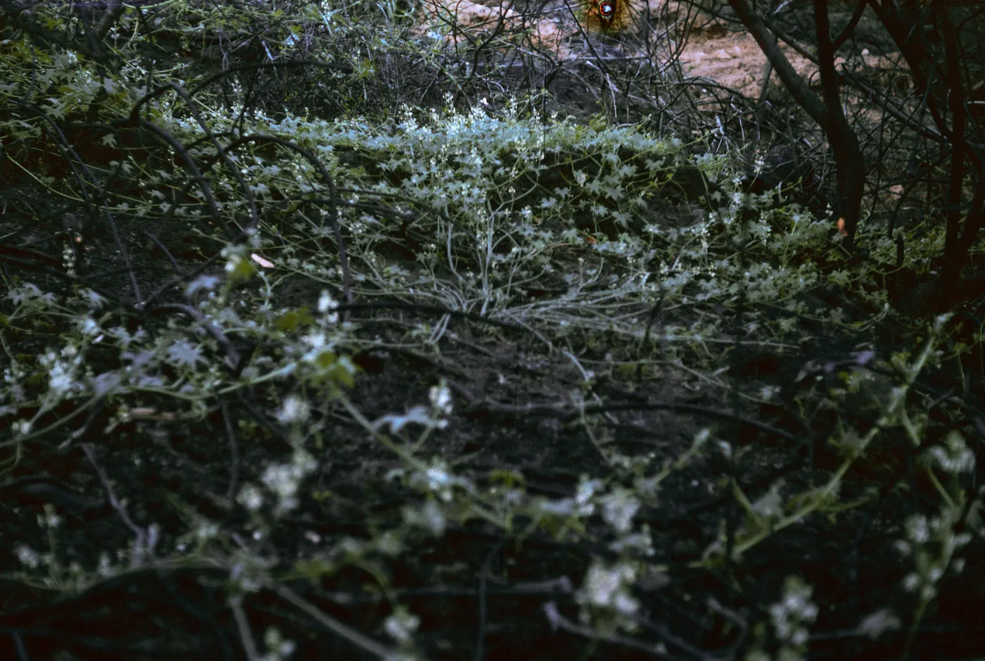 Marah, Pritchett Trail, SBBG