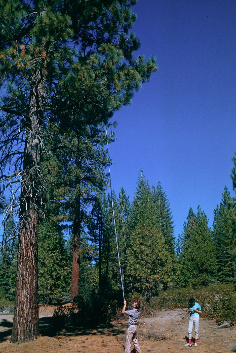 Sequoia National Park