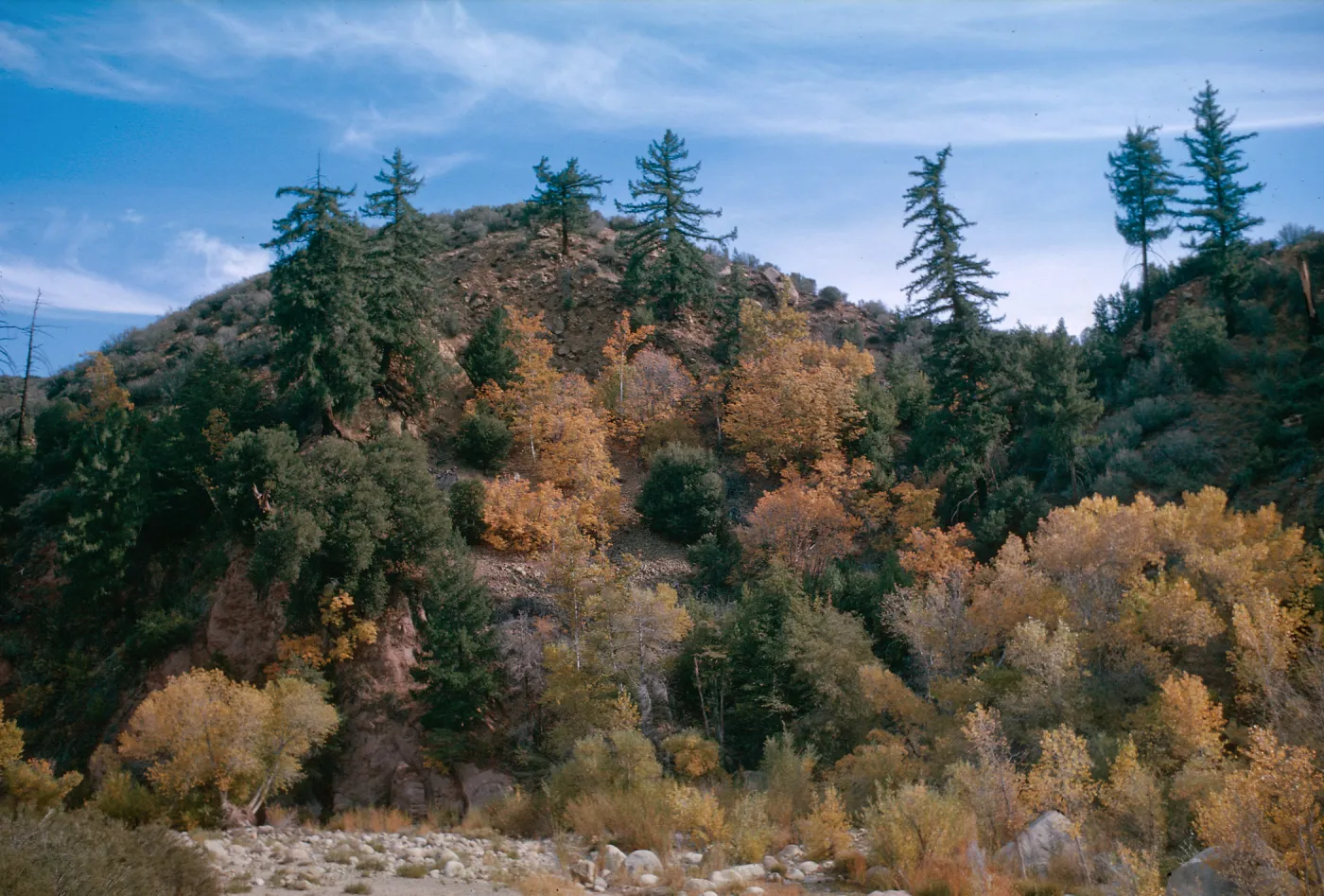Acer macrophylla (on slopes) in fall color, Pseudotsuga menziesii, Populus along stream, upper Sespe, November, 1963
