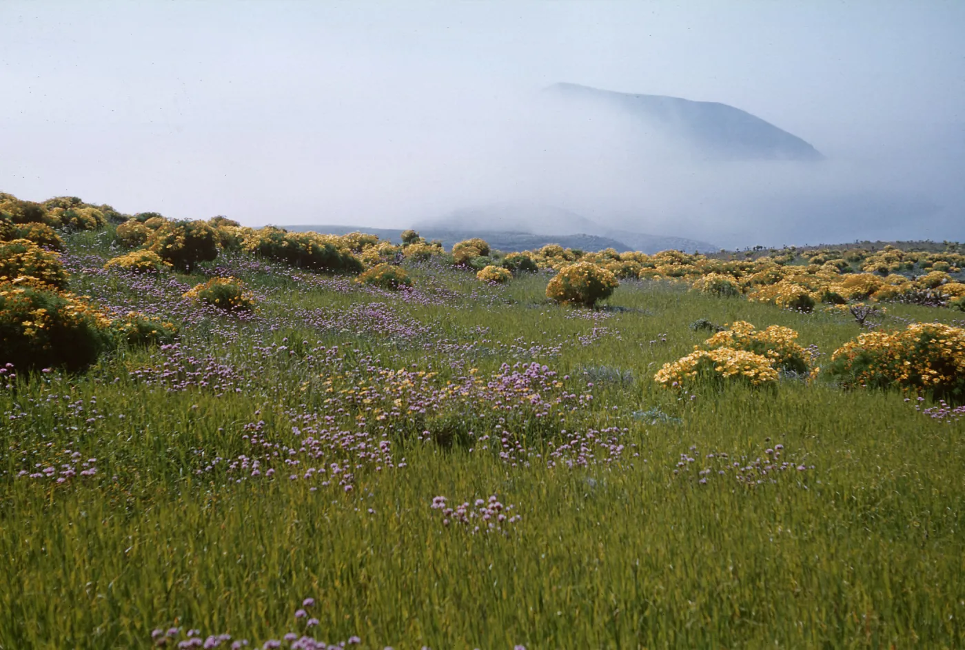 Anacapa Island