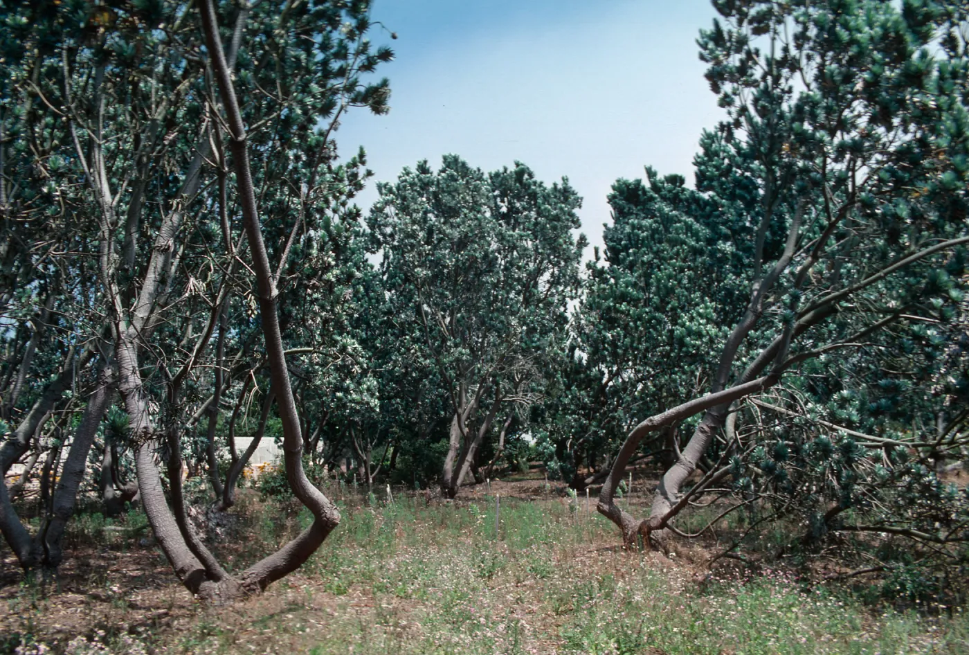 old Silver Trees, Dickinson - Hope Ranch, 