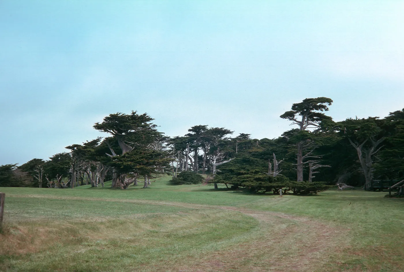 Cupressus macrocarpa, 17-mile Drive, Carmel, California
