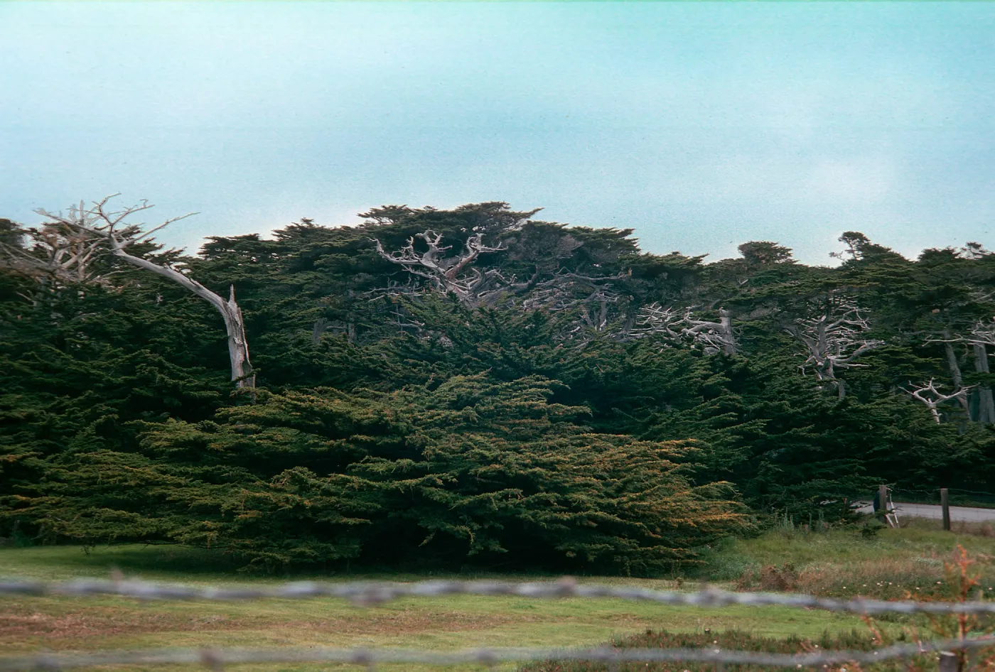 Cupressus macrocarpa, 17-mile Drive, Carmel, California