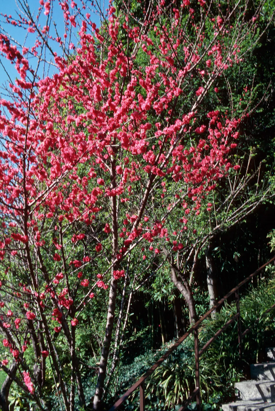 Huntington Gardens, Japanese Garden
