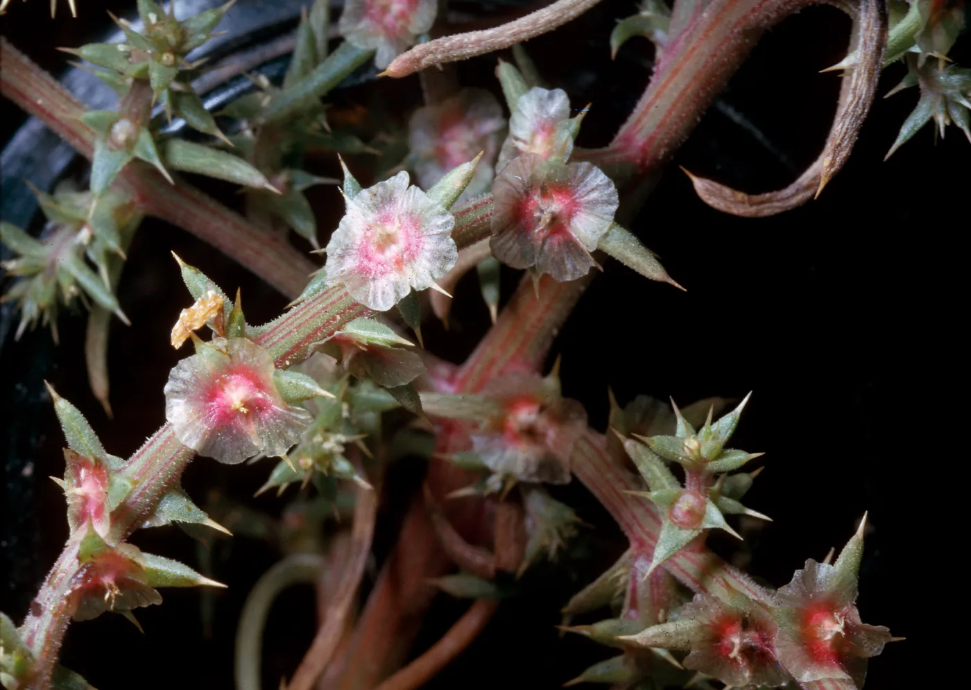 Russian Thistle, Salsola kali varitenuifolia, Palmdale-Victorville