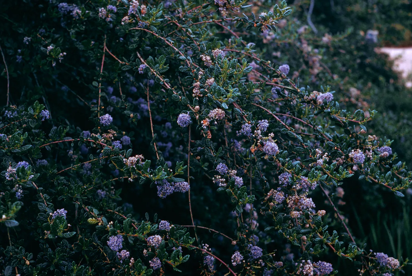 Rancho Santa Ana (California Lilac)