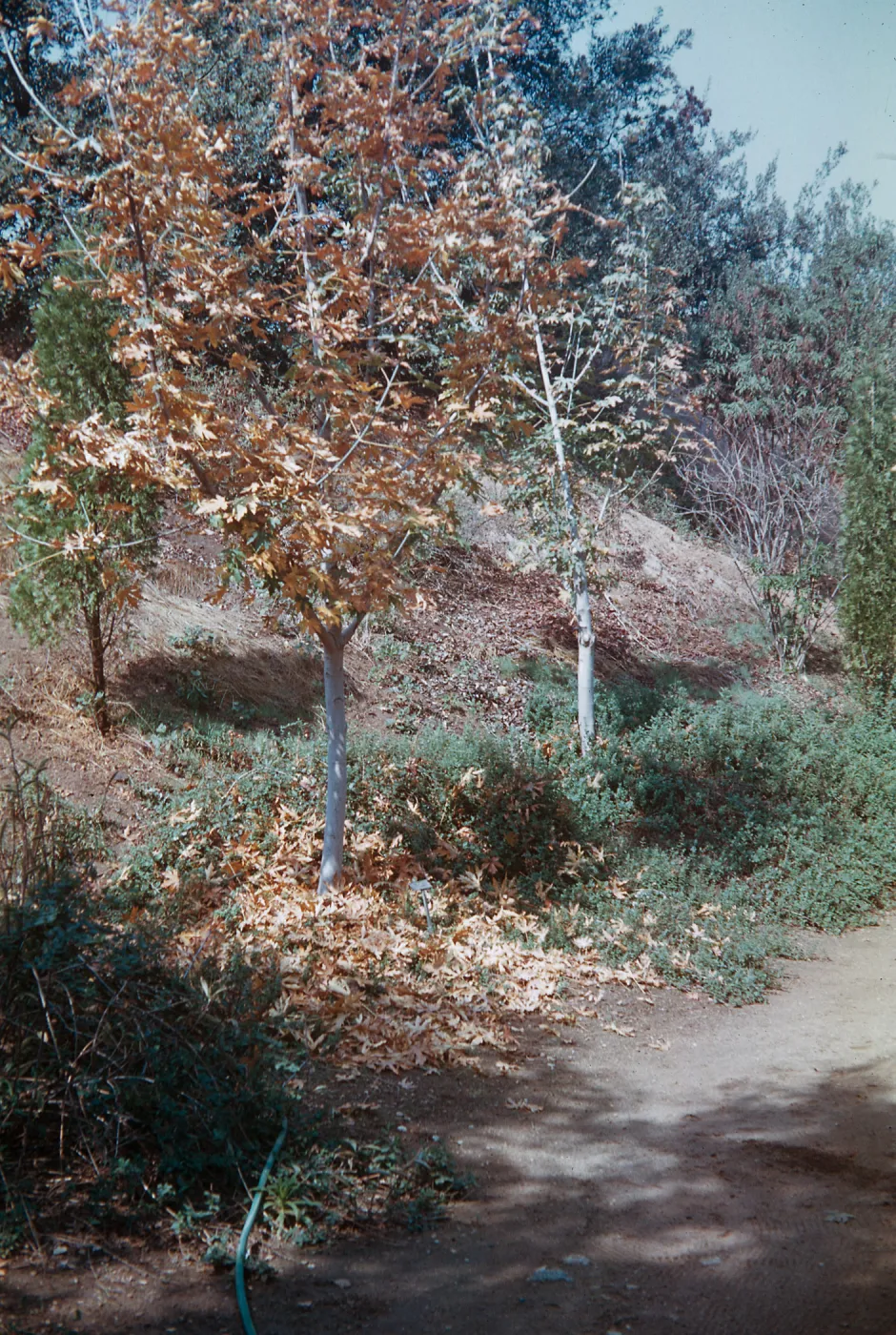 Maples, Rancho Santa Ana