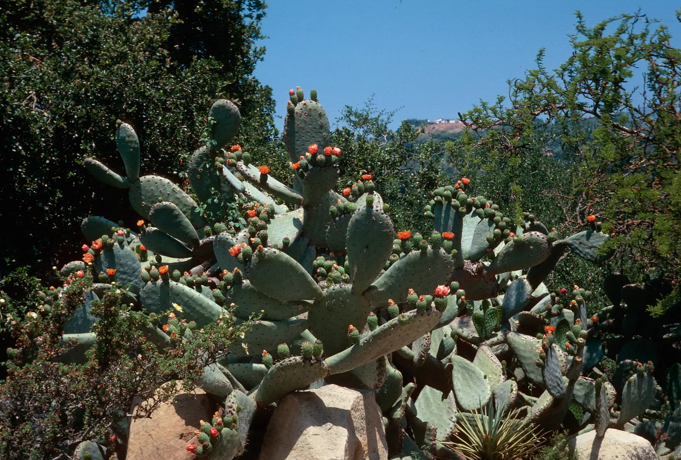Prickly Pear in bloom, SBBG