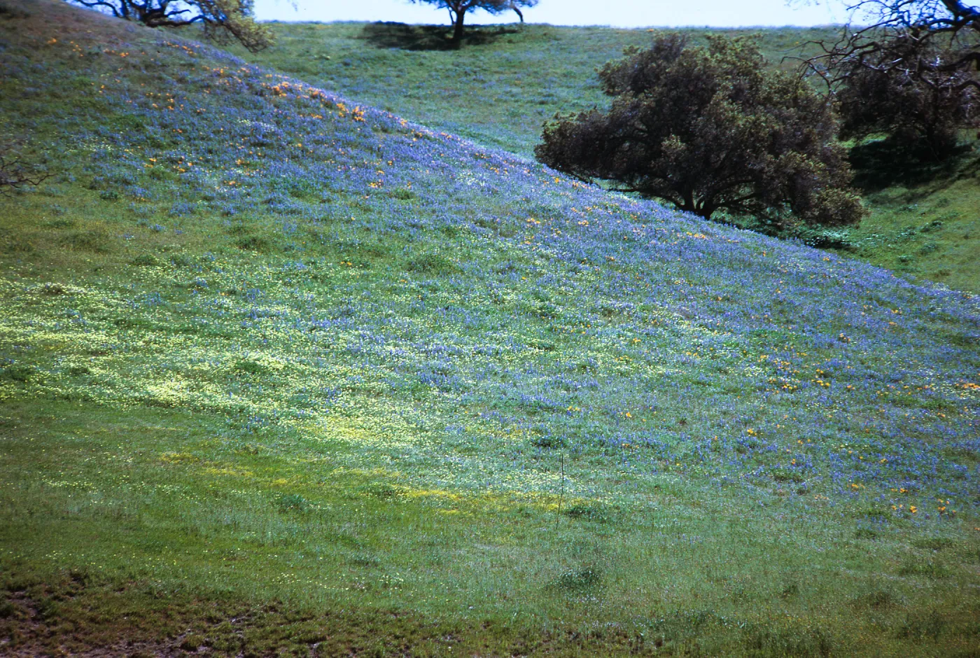 Foxen Canyon