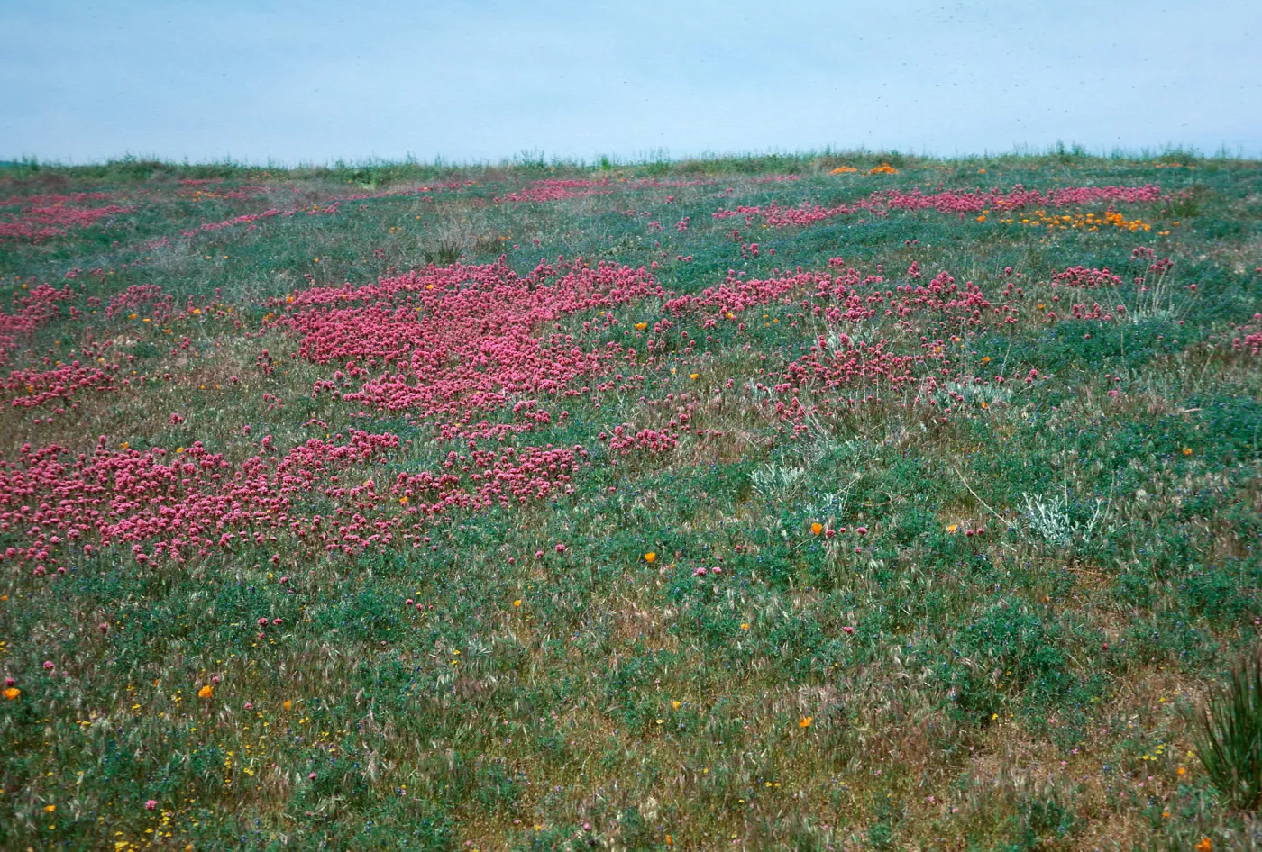 Goldenbush, Mojave