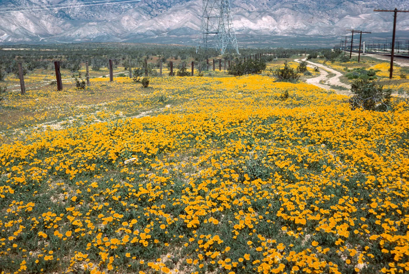 Coreopsis, Tehachapi Grade
