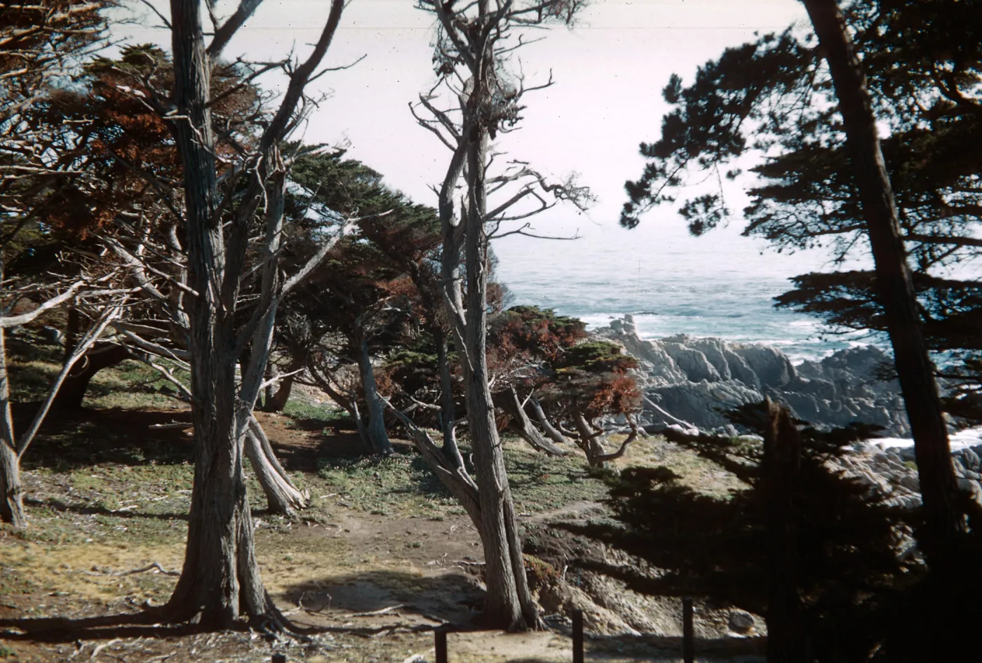 Monterey Cedars