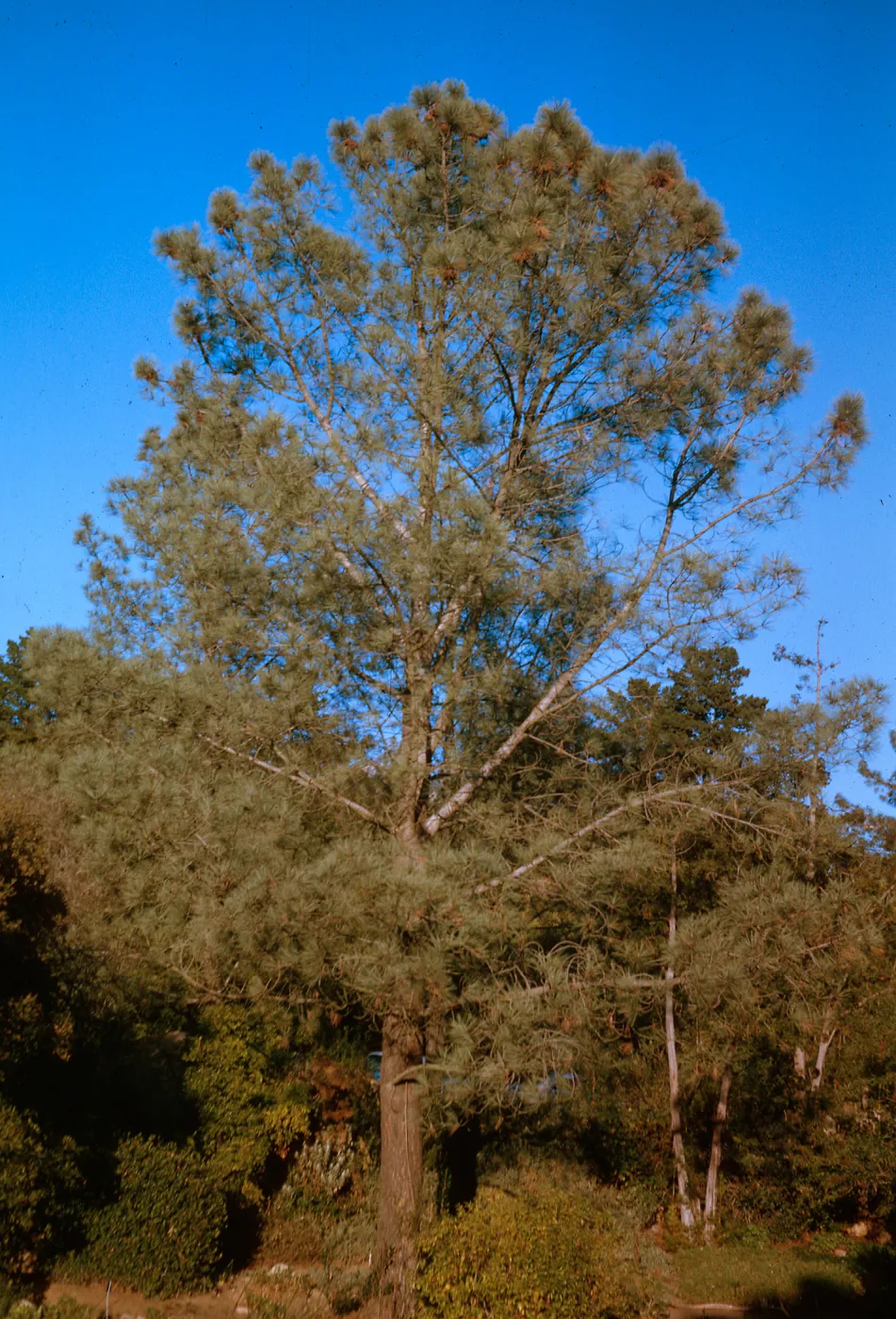 Pinus torreyana, Island Trail