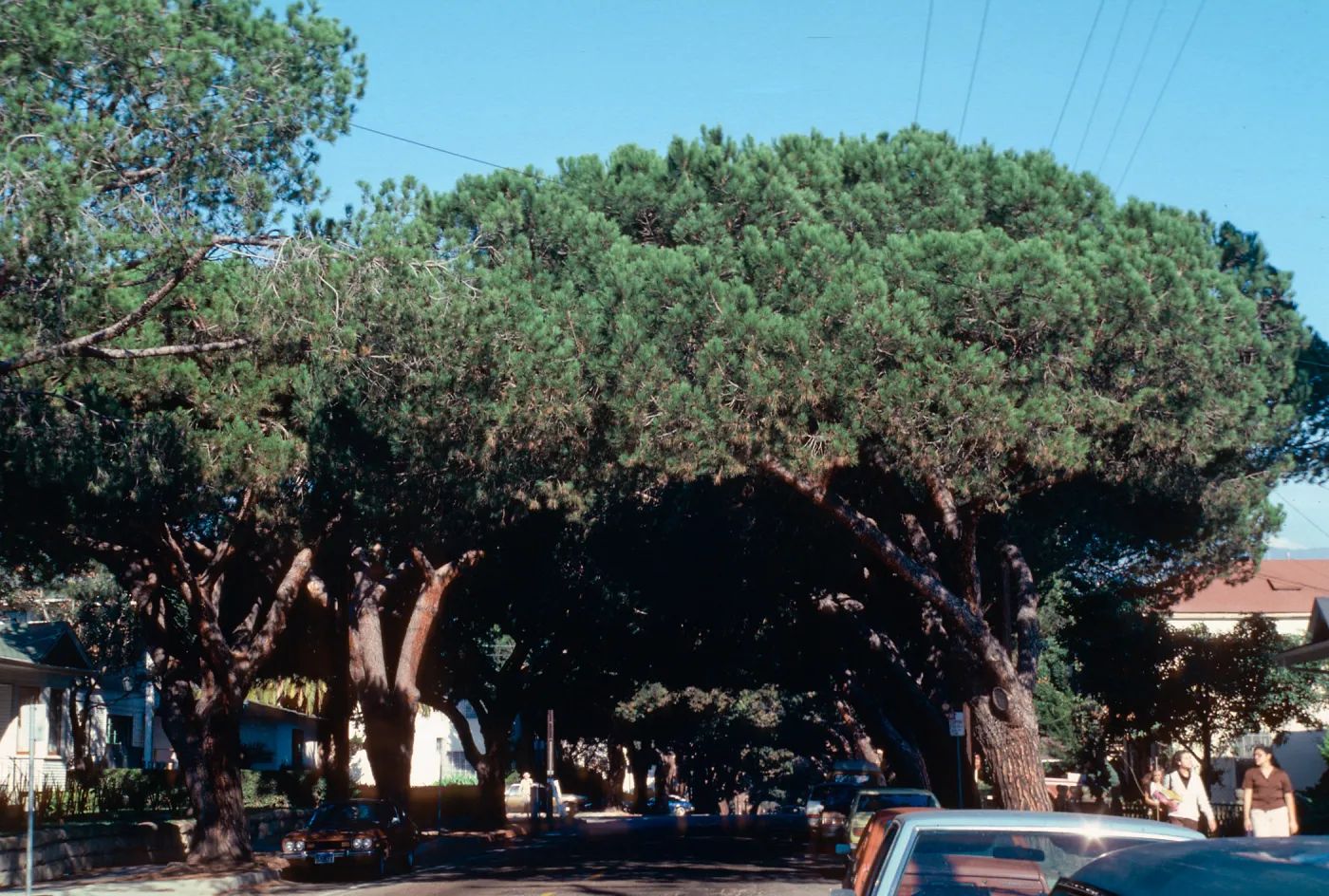 Pinus pinea, E. Anapamu St.