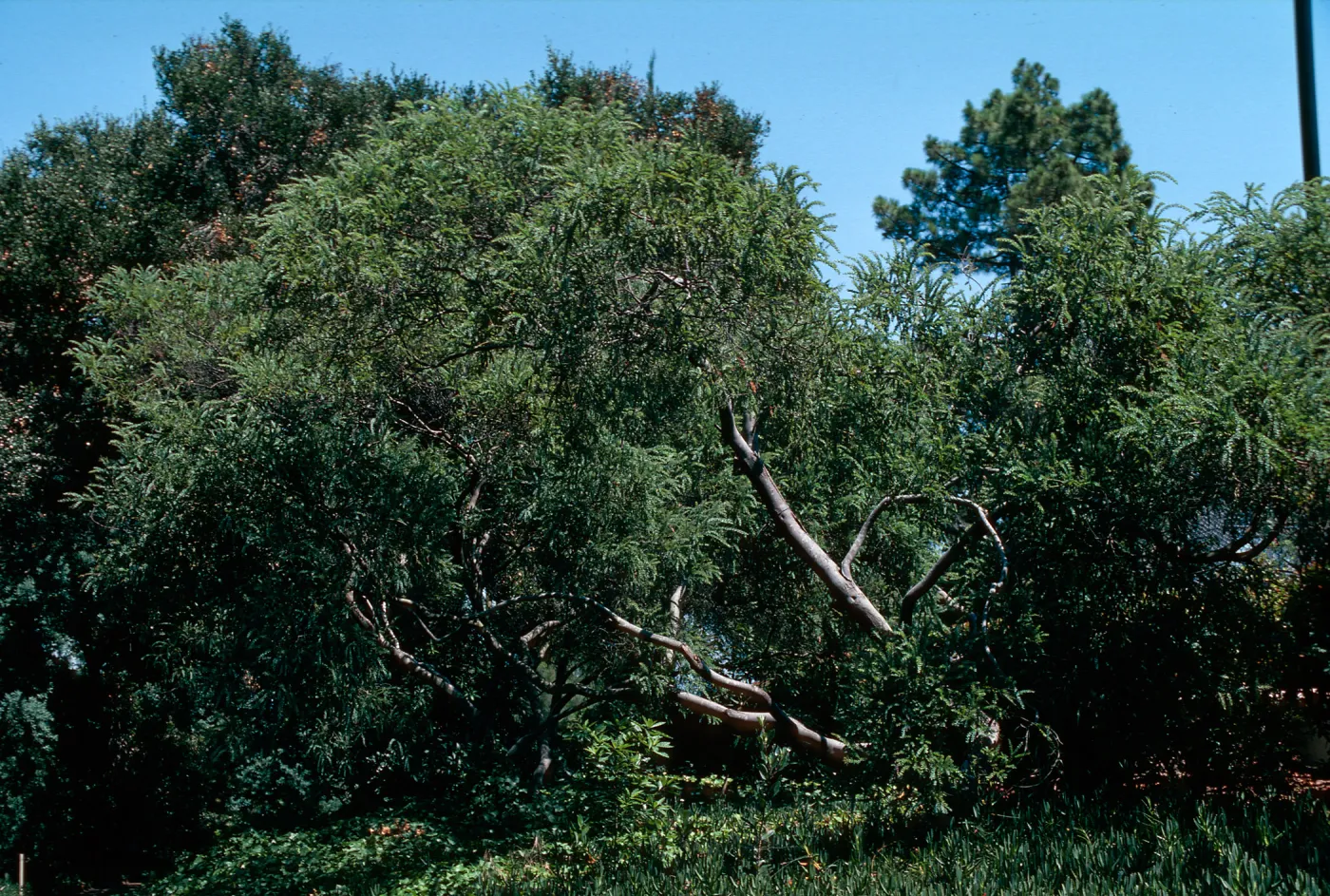 Acacia, Master Gardener Club tour, Phillips Estate