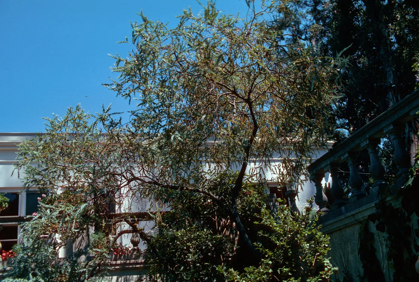 Acacia, Master Gardener Club tour, Phillips Estate