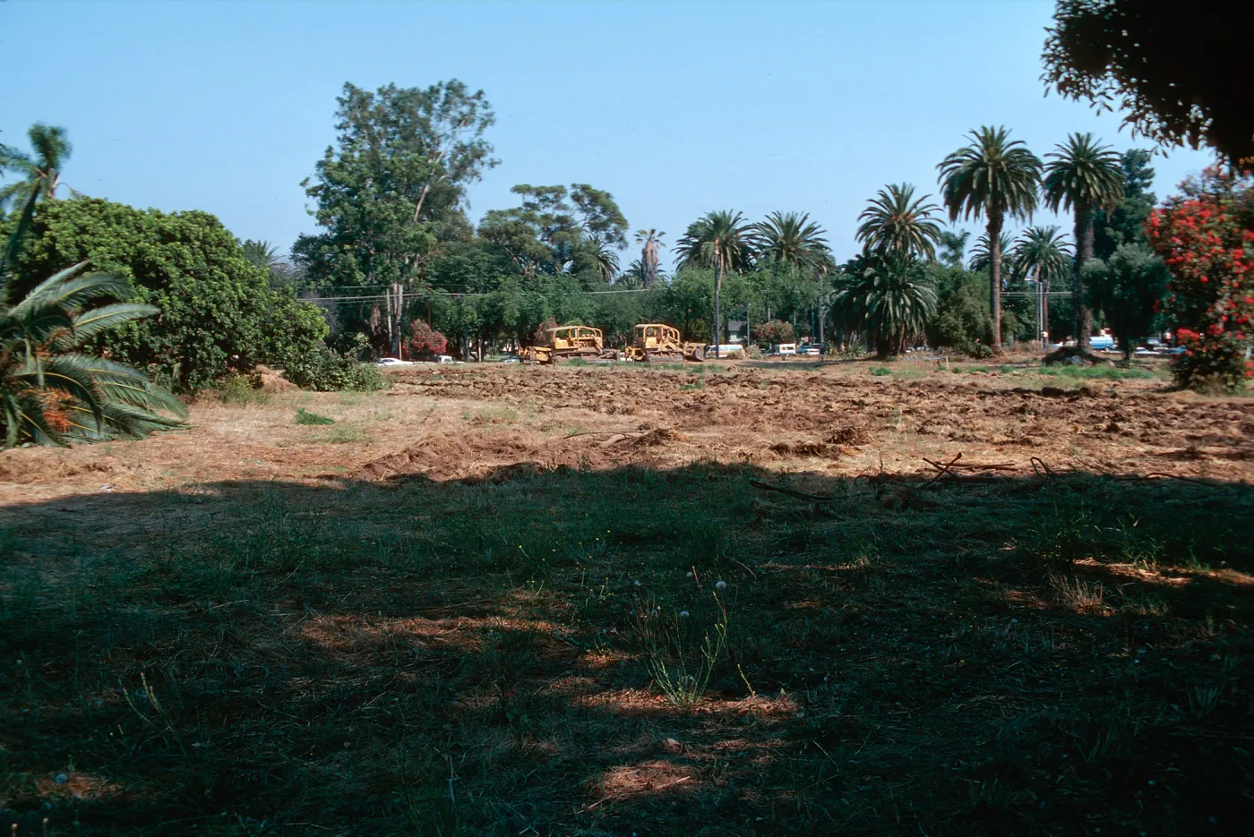 El Mirasol