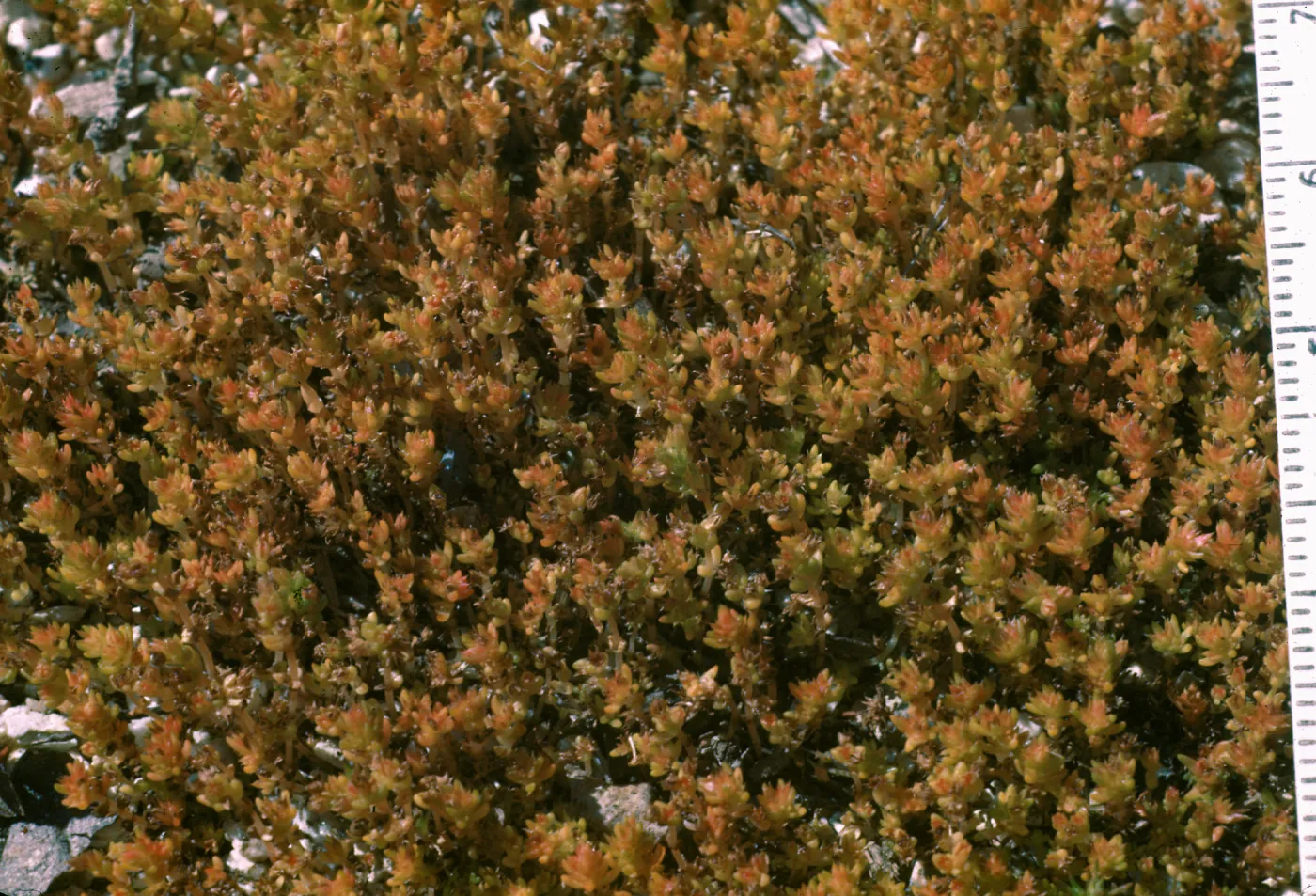 Crassula (tillaea) connata, Reid V. Moran, La CaÃ±ada - 1700'