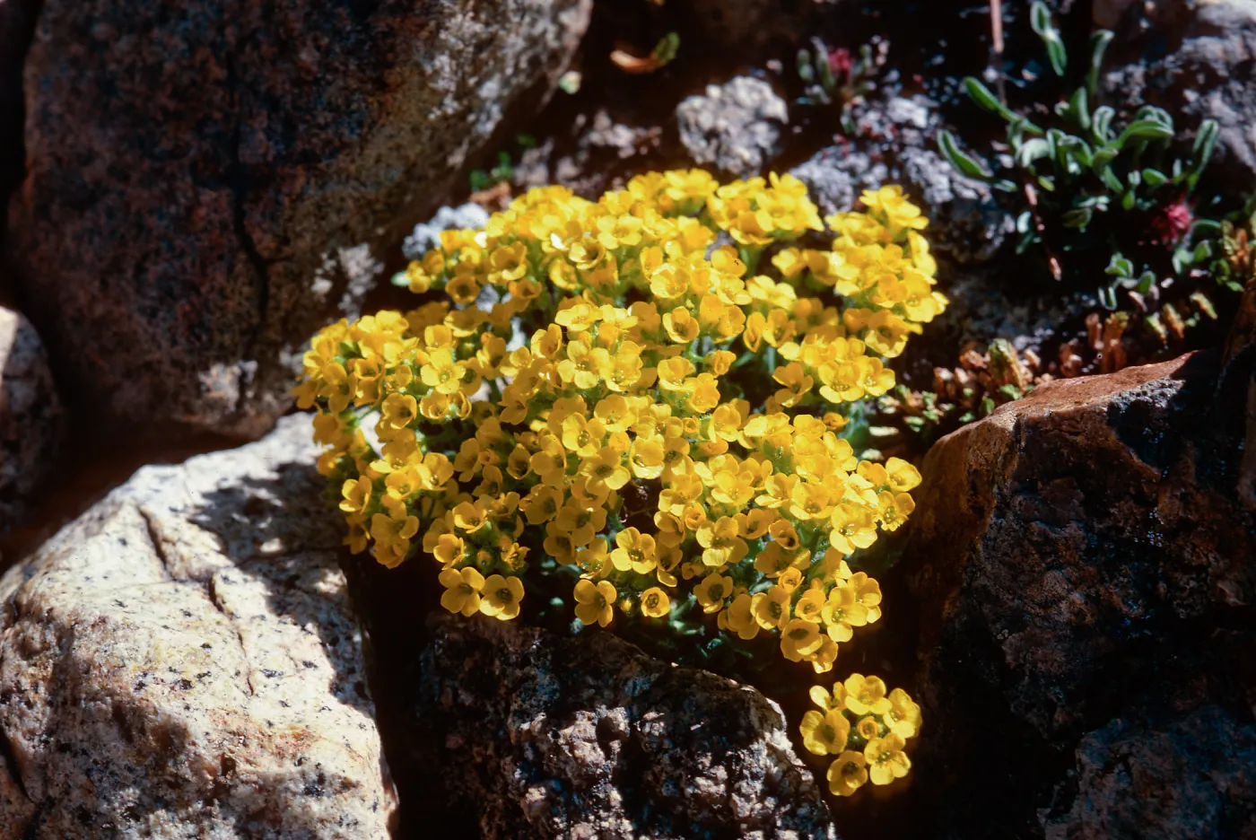 Draba lemmonii, Dana Plateau, 11,450'