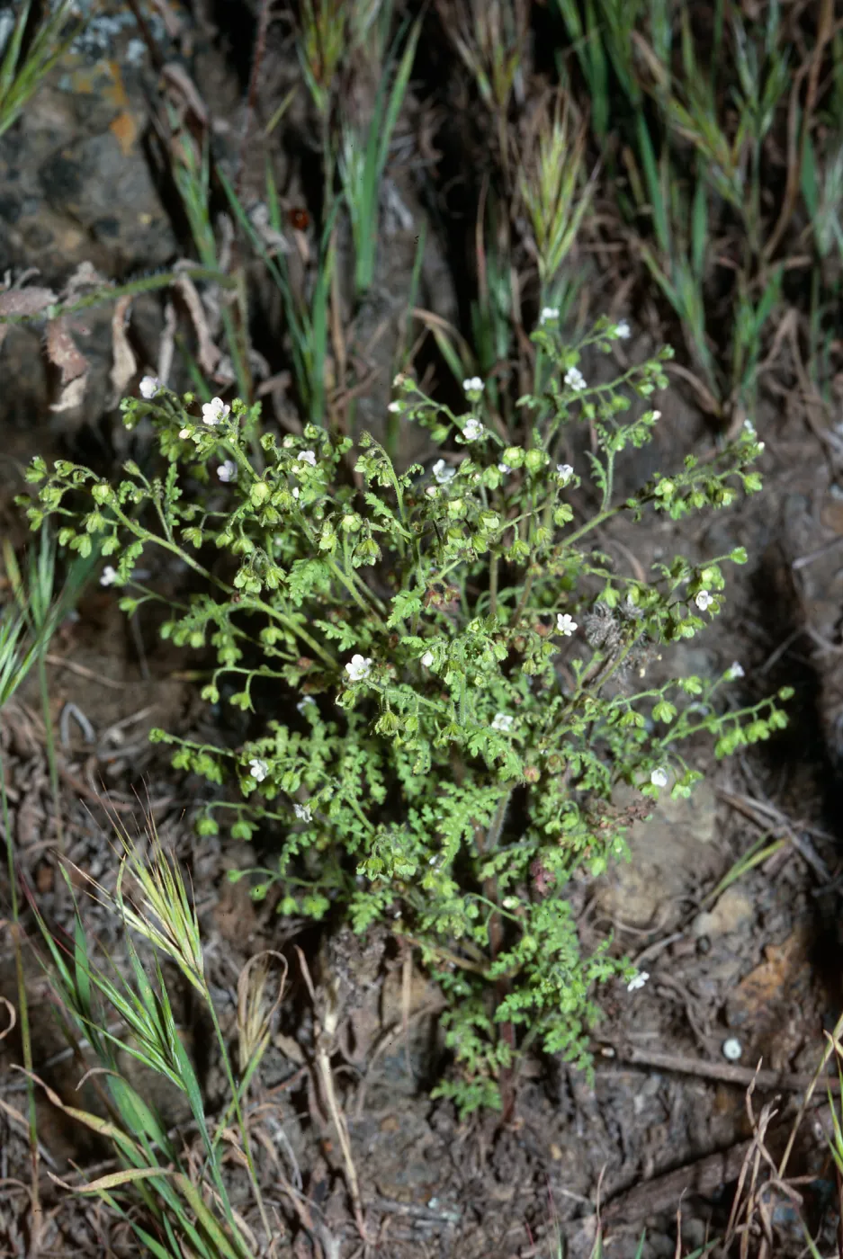 Eucrypta chrysanthemifolia, near top of Southeast slopes, just South of Graveyard Canyon, Santa Barbara Island