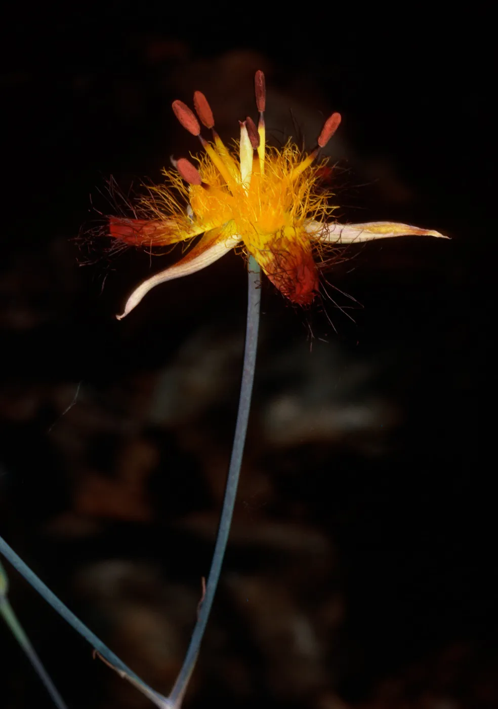 Calochortus obispoensis, Cuesta Ridge Bontanic Area