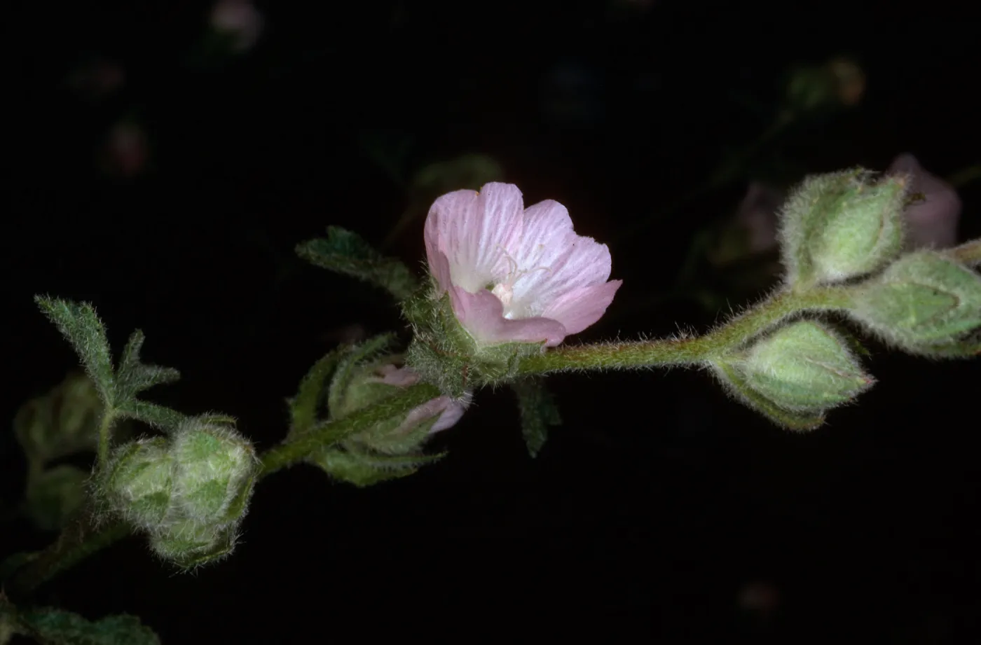 Sidalcea sp., Cuesta Ridge Botanic Area