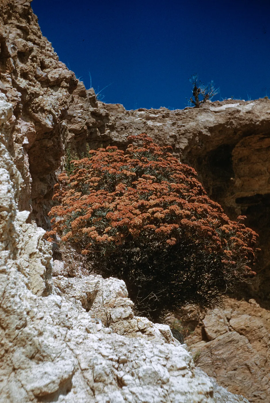 Eriogonum arborescens, mouth of Laguna Canyon, Santa Cruz Island