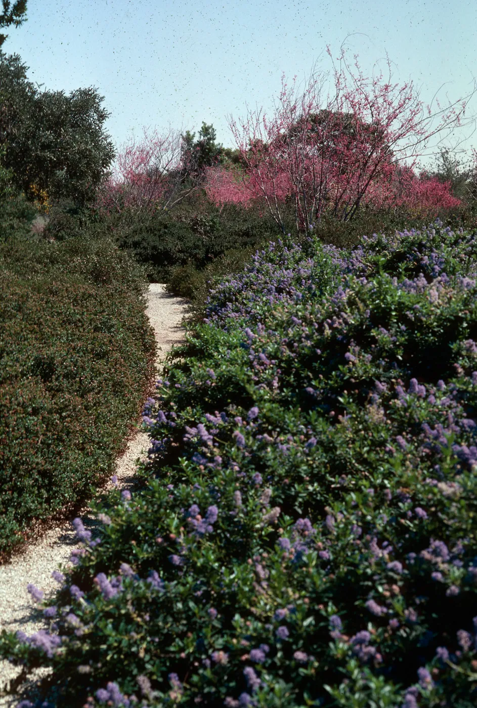 Manzanita Section, SBBG, Spring, 1979