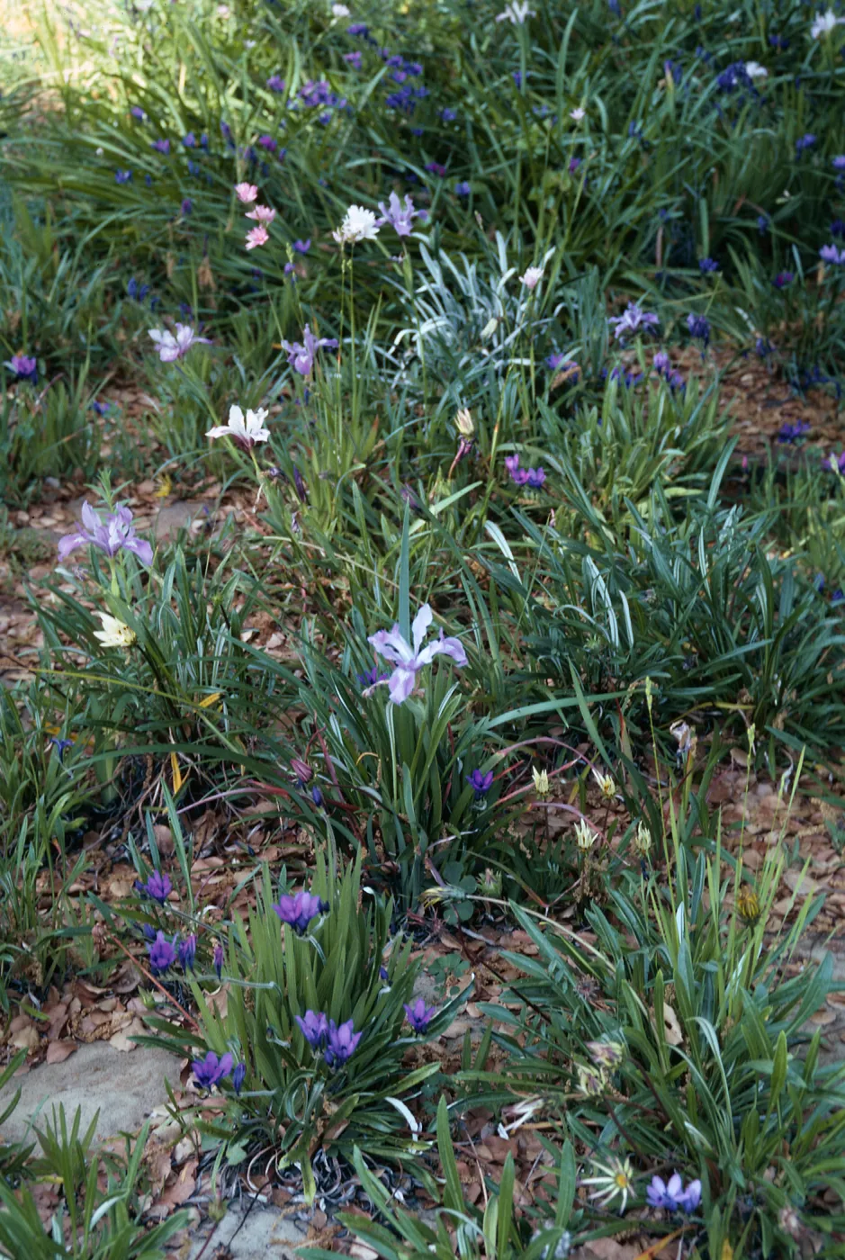 Elizabeth de Forest Garden