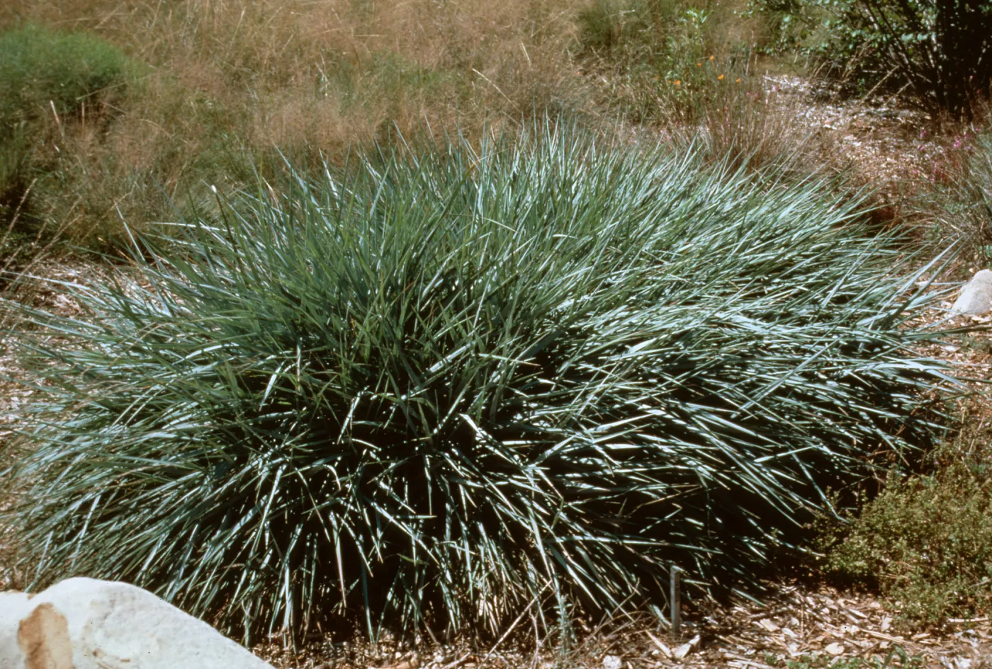 Leymus condensatus â€˜Canyon Prince'