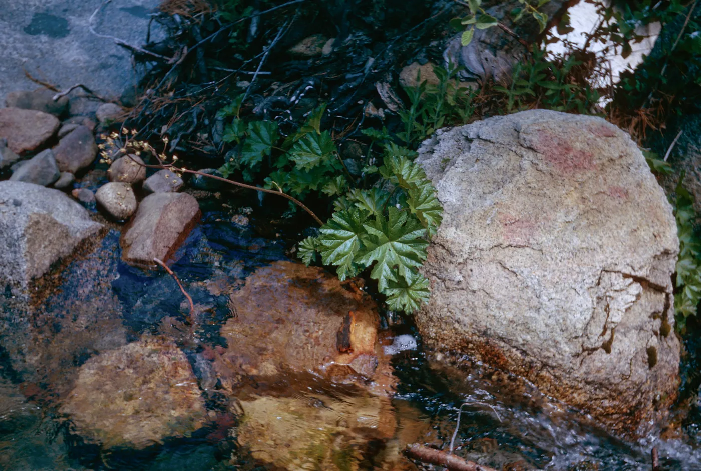 Peltiphyllum peltatum