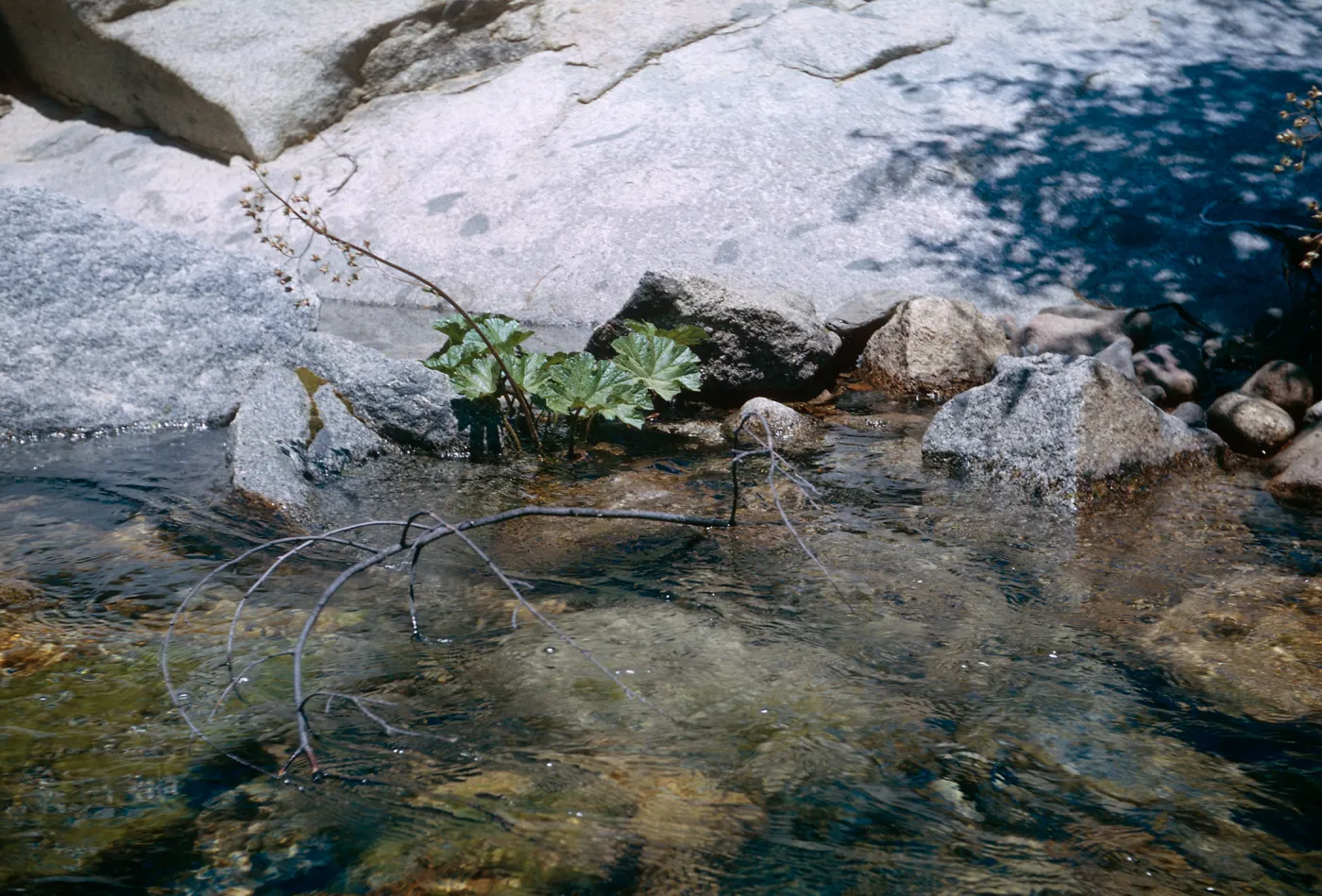 Peltiphyllum peltatum
