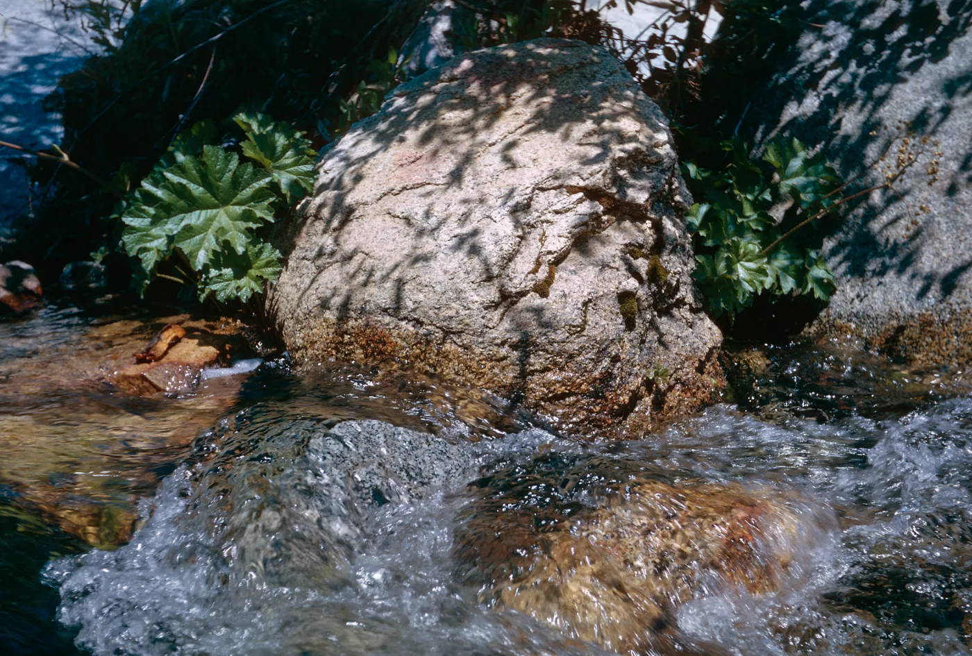 Peltiphyllum peltatum