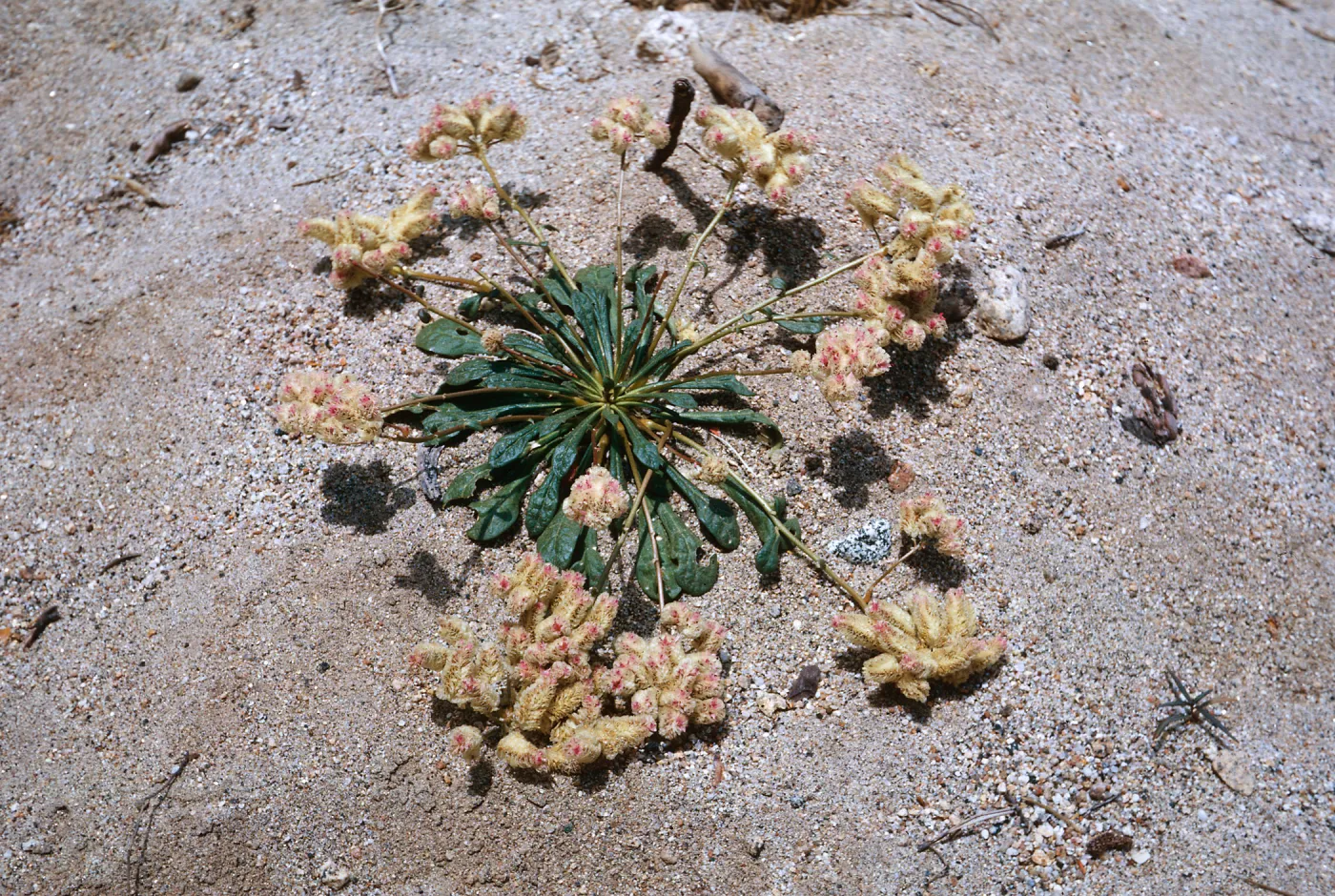 Calyptridium umbellatum