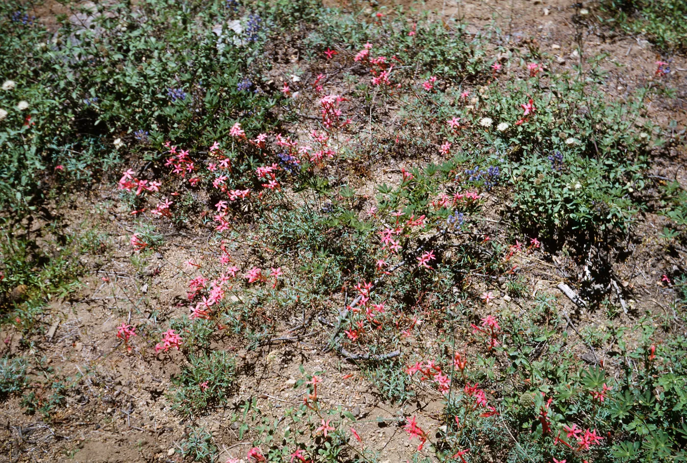 Ipomopsis aggregata, Tioga Road